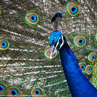 Buy canvas prints of Proud as a Peacock by Stephen Hamer