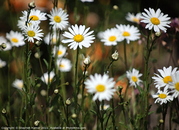 Ox- Eye Daisies Picture Board by Stephen Hamer