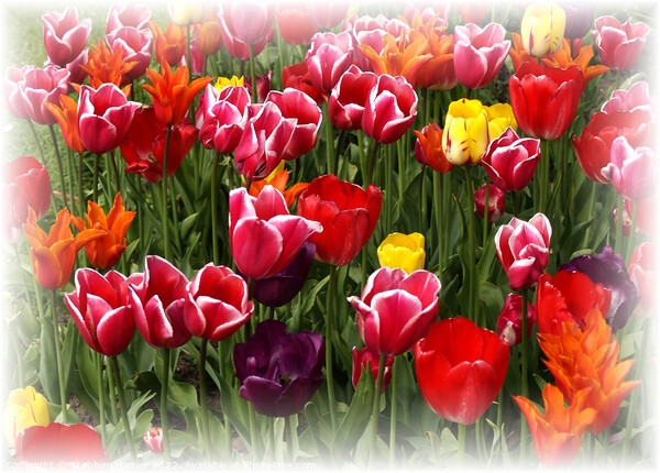 Tulips Picture Board by Stephen Hamer