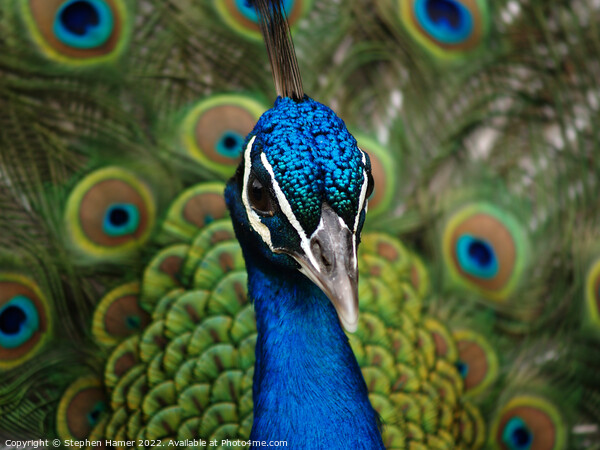 Proud as a Peacock Picture Board by Stephen Hamer