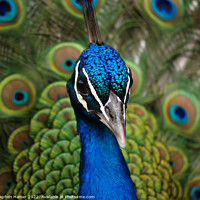 Buy canvas prints of Proud as a Peacock by Stephen Hamer