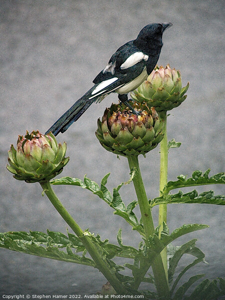 Magpie on Artichoke Picture Board by Stephen Hamer