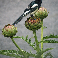 Buy canvas prints of Magpie on Artichoke by Stephen Hamer