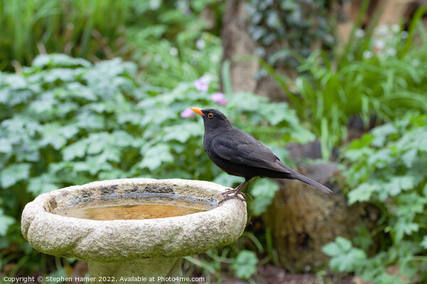 Male Blackbird on Bird Bath Picture Board by Stephen Hamer