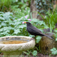 Buy canvas prints of Male Blackbird on Bird Bath by Stephen Hamer