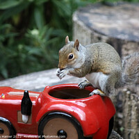 Buy canvas prints of Nutty Squirrel Snacks by Stephen Hamer