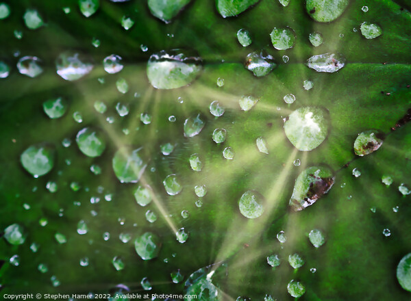 Glittering Gems of Rain Picture Board by Stephen Hamer