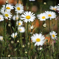 Buy canvas prints of Enchanting English Daisies by Stephen Hamer