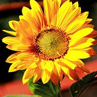 Buy canvas prints of Majestic Helianthus by Stephen Hamer