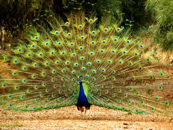 Posing Peacock Picture Board by Stephen Hamer