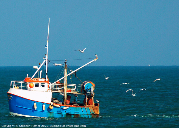 Gull's following Trawler Picture Board by Stephen Hamer