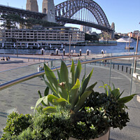 Buy canvas prints of Sydney Harbour Bridge by Stephen Hamer