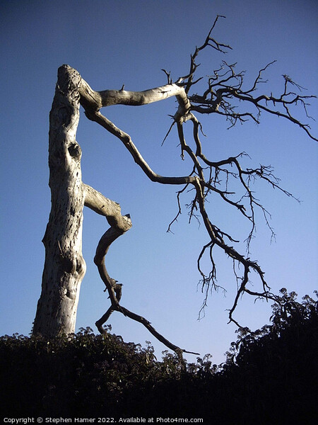 The Haunting Beauty of a Gnarled Tree Picture Board by Stephen Hamer