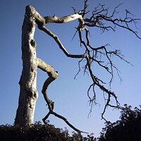 Buy canvas prints of The Haunting Beauty of a Gnarled Tree by Stephen Hamer