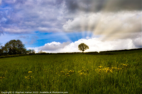 Majestic Solitude Picture Board by Stephen Hamer