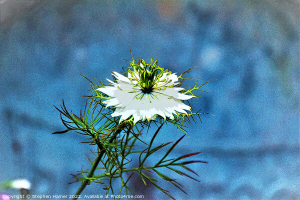 Love in a Mist Picture Board by Stephen Hamer