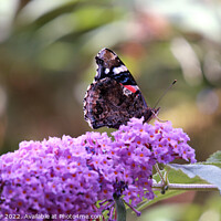 Buy canvas prints of Majestic Butterfly Feeding on Buddleia by Stephen Hamer