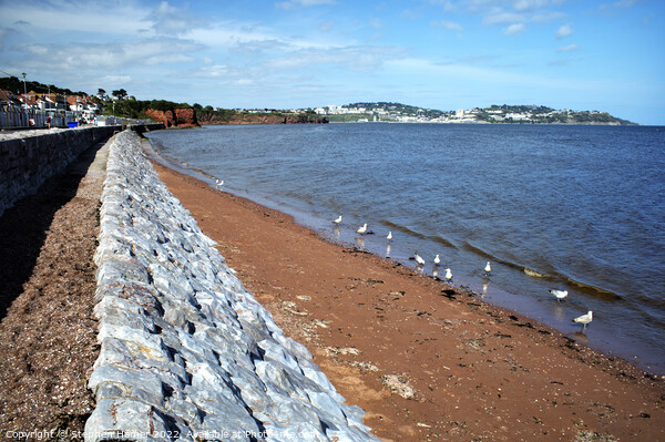 Majestic Gulls Grace the Shores Picture Board by Stephen Hamer