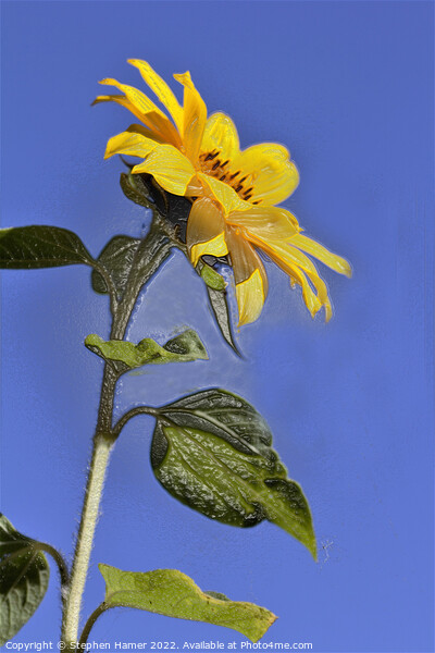 Radiant Sunflower Fields Picture Board by Stephen Hamer