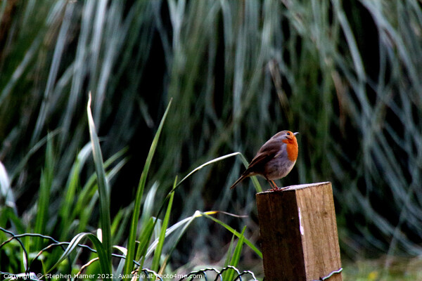 Majestic Robin on Fence Post Picture Board by Stephen Hamer