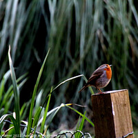 Buy canvas prints of Majestic Robin on Fence Post by Stephen Hamer