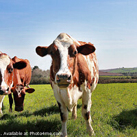 Buy canvas prints of Majestic Dairy Cows by Stephen Hamer