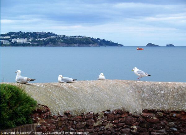 Majestic Gulls Soaring Over Torbay Picture Board by Stephen Hamer