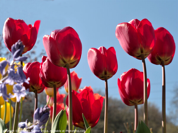 Radiant Red Tulips Picture Board by Stephen Hamer