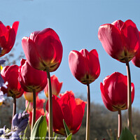 Buy canvas prints of Radiant Red Tulips by Stephen Hamer