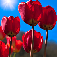 Buy canvas prints of Radiant Red Tulips by Stephen Hamer