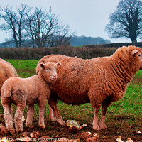 Buy canvas prints of Red Sheep by Stephen Hamer