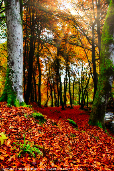 Autumn's Vibrant Embrace Picture Board by Stephen Hamer