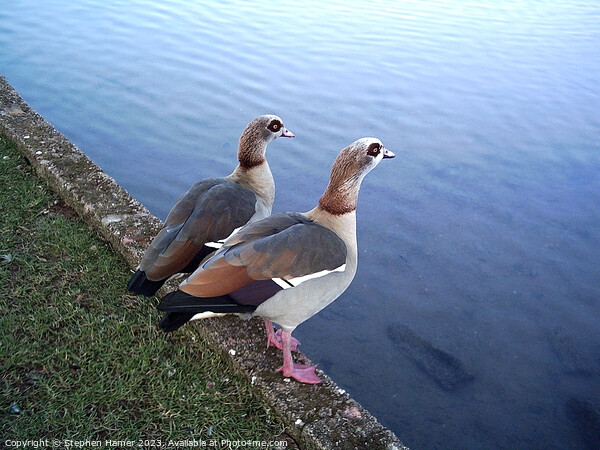 Enchanting Duet of Egyptian Geese Picture Board by Stephen Hamer