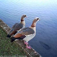 Buy canvas prints of Enchanting Duet of Egyptian Geese by Stephen Hamer