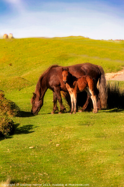 Dartmoor Kinship: Pony and Foal Picture Board by Stephen Hamer
