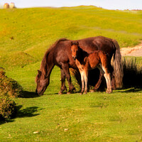 Buy canvas prints of Dartmoor Kinship: Pony and Foal by Stephen Hamer