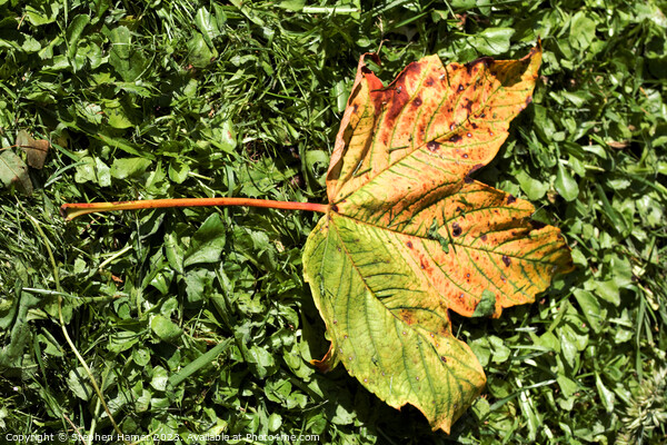 Fallen Field Maple Leaf Picture Board by Stephen Hamer