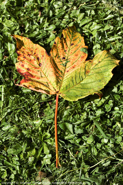 Fallen Field Maple Leaf #2 Picture Board by Stephen Hamer