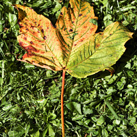 Buy canvas prints of Fallen Field Maple Leaf #2 by Stephen Hamer