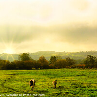 Buy canvas prints of Horses Heading Home by Stephen Hamer