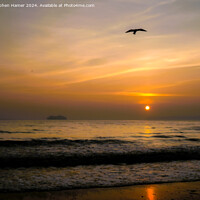 Buy canvas prints of Sunrise and Seagull Silhouette by Stephen Hamer