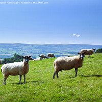 Buy canvas prints of Blackfaced sheep by Stephen Hamer