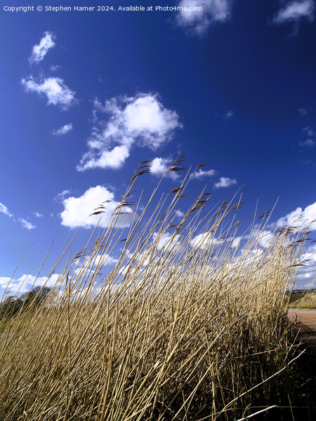Reed-Sweet Grass Picture Board by Stephen Hamer