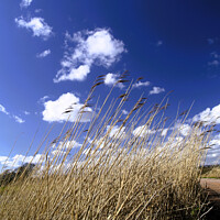 Buy canvas prints of Reed-Sweet Grass by Stephen Hamer