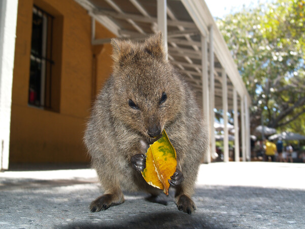 Smiling Quokka Wildlife Photography Picture Board by Stephen Hamer