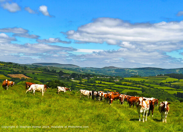 Organically Grazing Ayrshire Cows Picture Board by Stephen Hamer