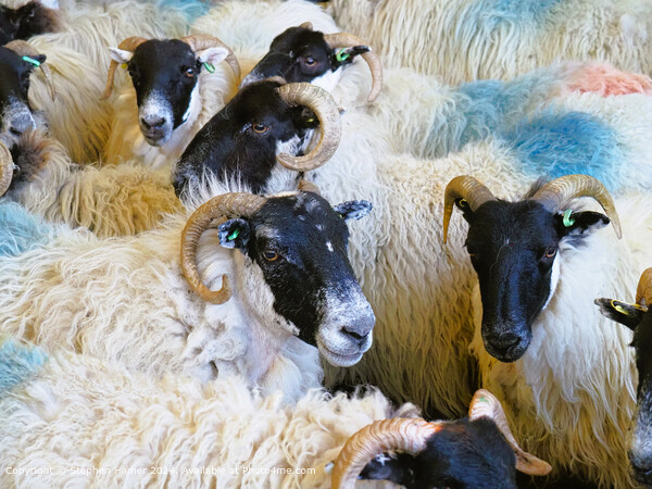 Scottish Black Face Sheep Farming Picture Board by Stephen Hamer