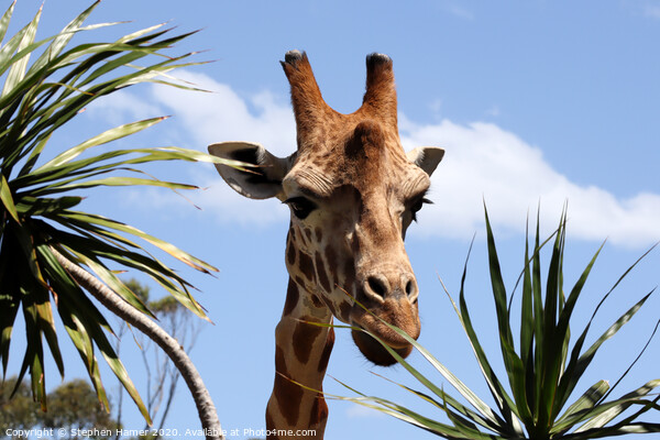Majestic African Giraffe in Taronga Zoo Picture Board by Stephen Hamer