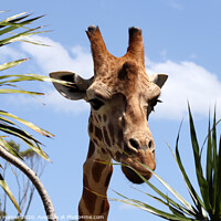Buy canvas prints of Majestic African Giraffe in Taronga Zoo by Stephen Hamer