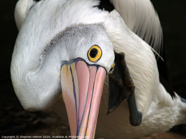 Majestic Australian Pelican Picture Board by Stephen Hamer